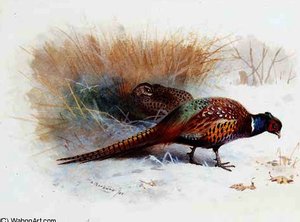 A Pair Of Pheasan — Archibald Thorburn, Contemporary Realism