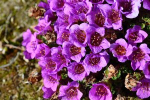 Saxifraga Oppositifolia — Paul C. Sokoloff