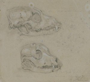 Two Studies Of A Dog's Skull — John Frederick Lewis