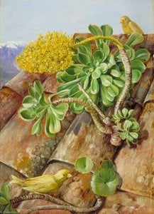 Houseleek And Canary Birds In Teneriffe — Marianne North