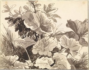 Study Of Coltsfoot Leaves — Franz Kobell