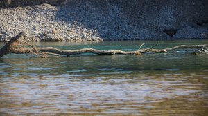 Tagliamento River — Alan Morassut